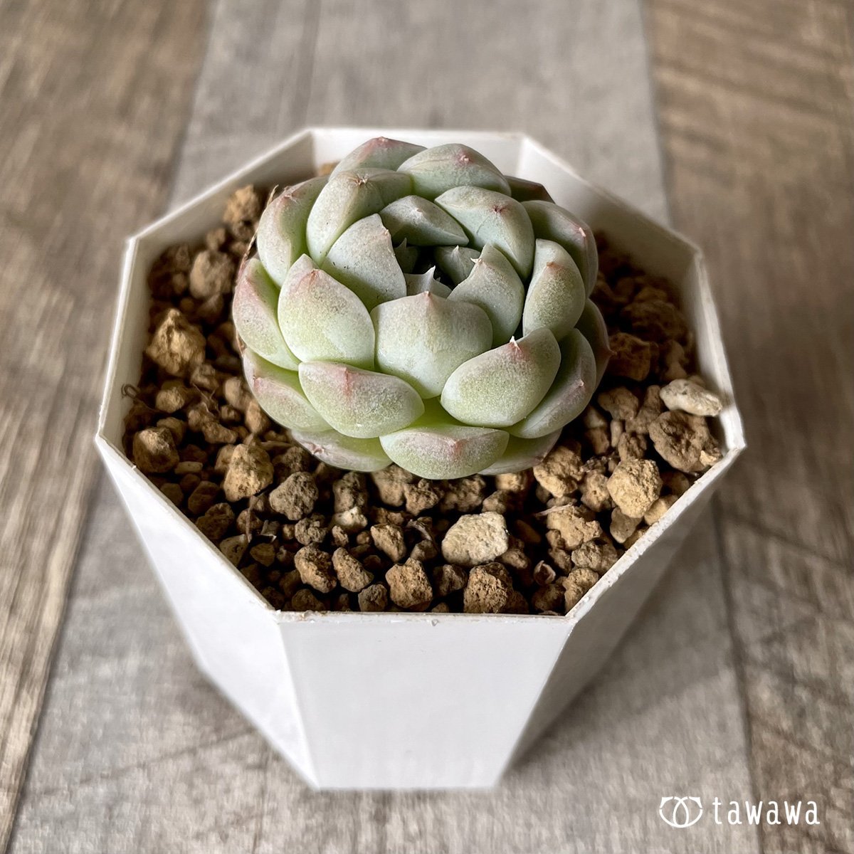 *新入荷* アルバ② - 多肉植物の通販・販売サイト tawawa