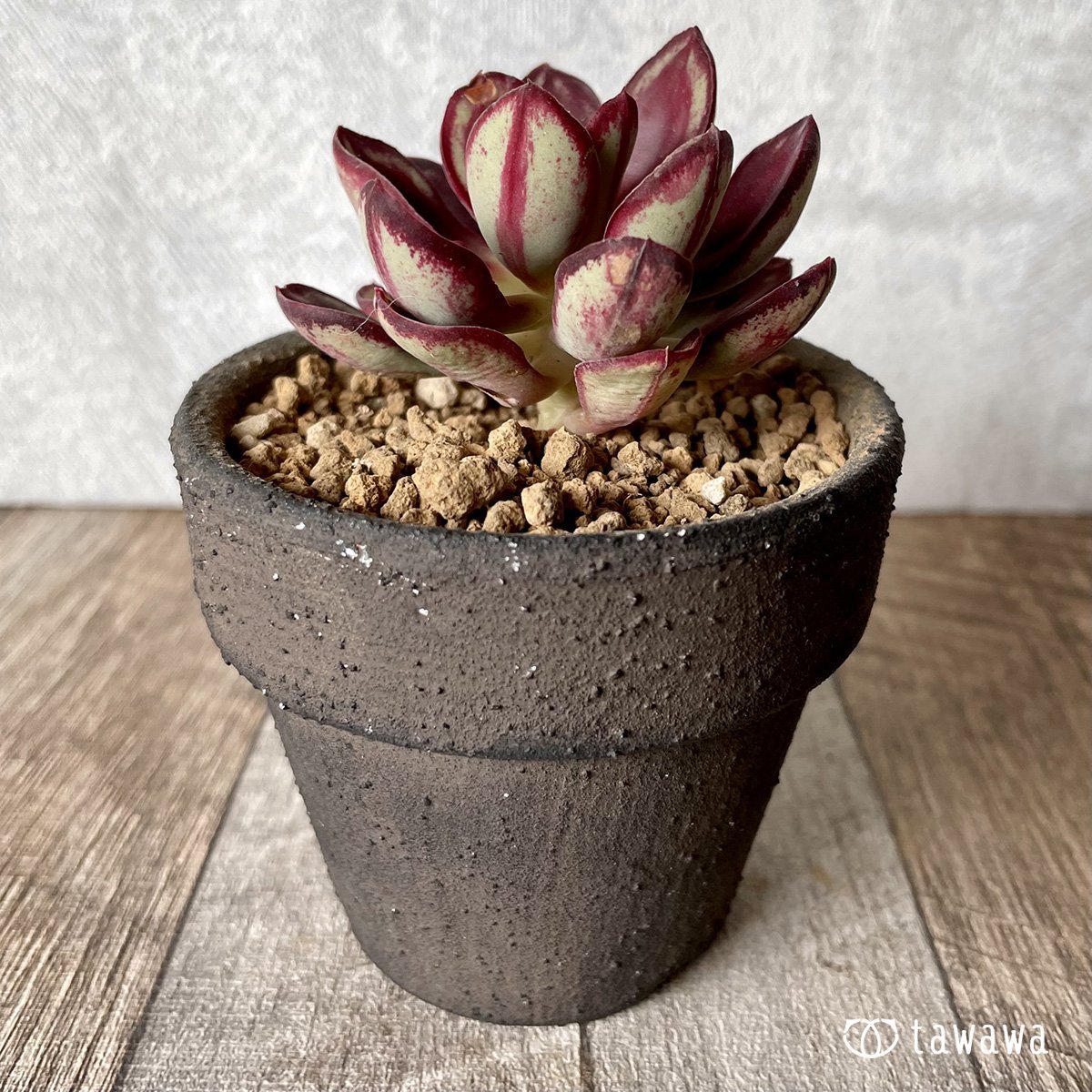 *新入荷* 紅司 - 多肉植物の通販・販売サイト tawawa