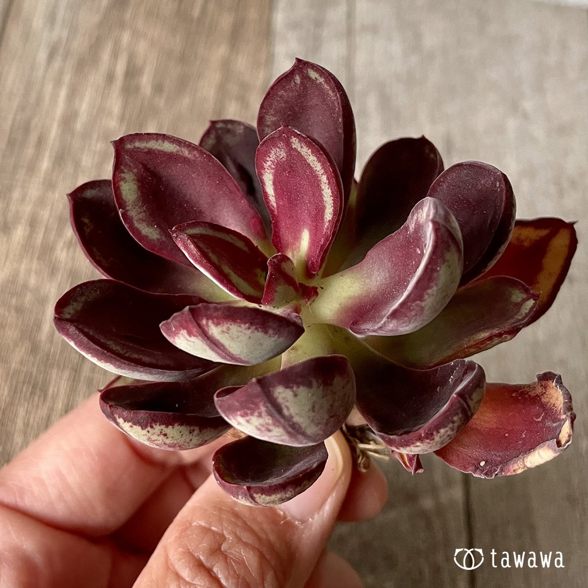 *新入荷* 紅司 - 多肉植物の通販・販売サイト tawawa