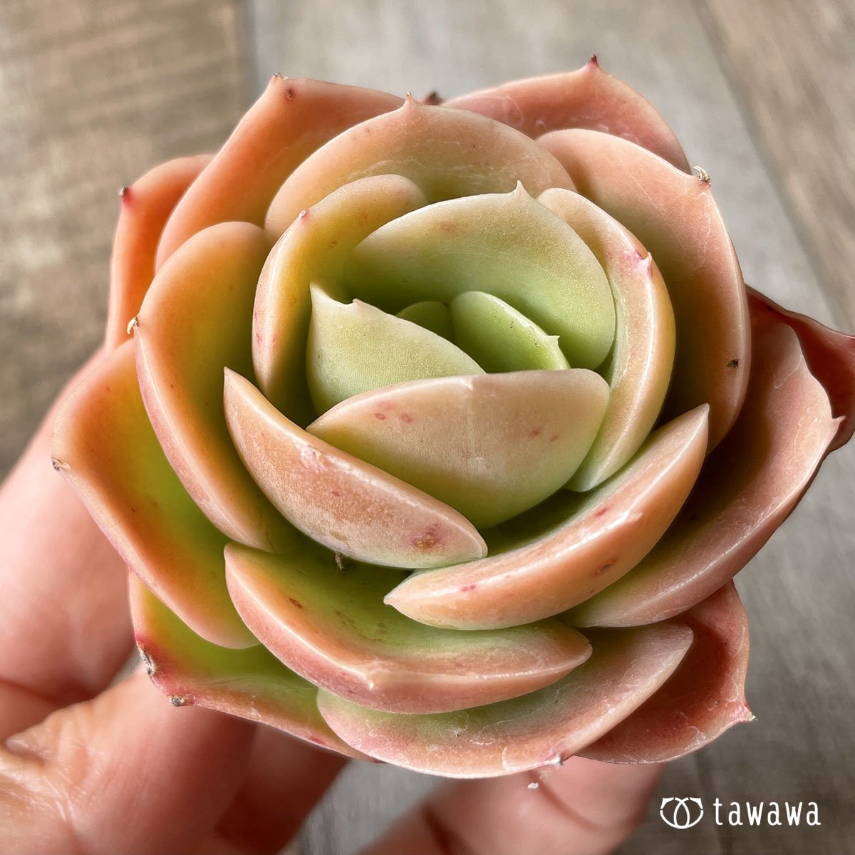 *八ヶ岳* ベルタナ  - 多肉植物の通販・販売サイト tawawa