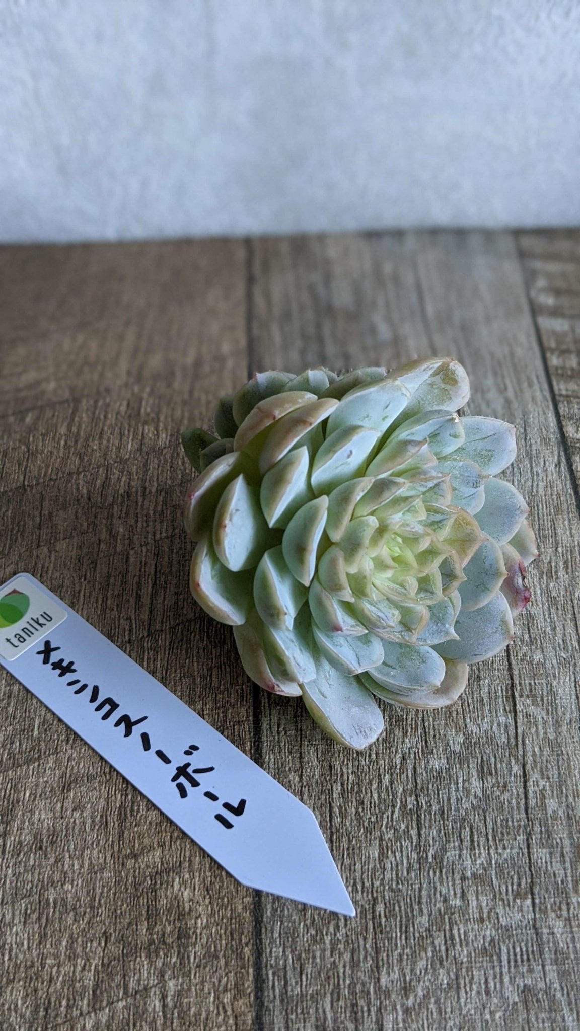 メキシコスノーボール大苗 双頭 - 多肉植物の通販 taniku