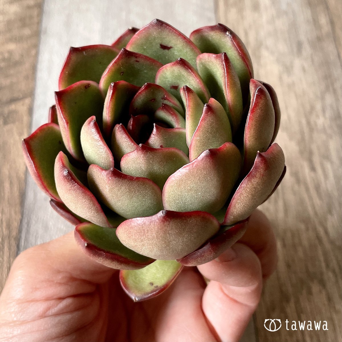 *新入荷* レッドイーグル - 多肉植物の通販・販売サイト tawawa