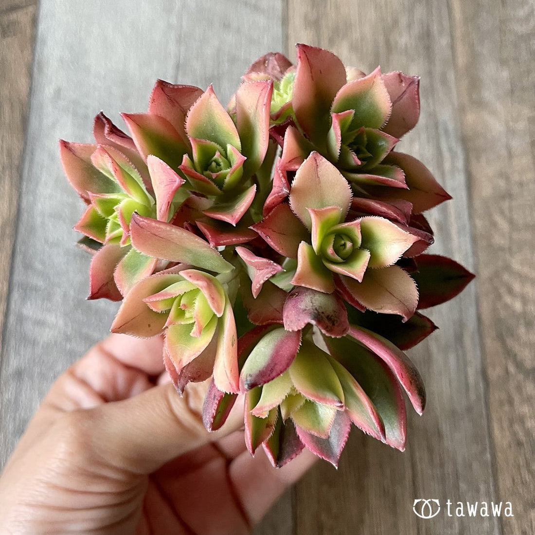 *新入荷* カラソル - 多肉植物の通販・販売サイト tawawa