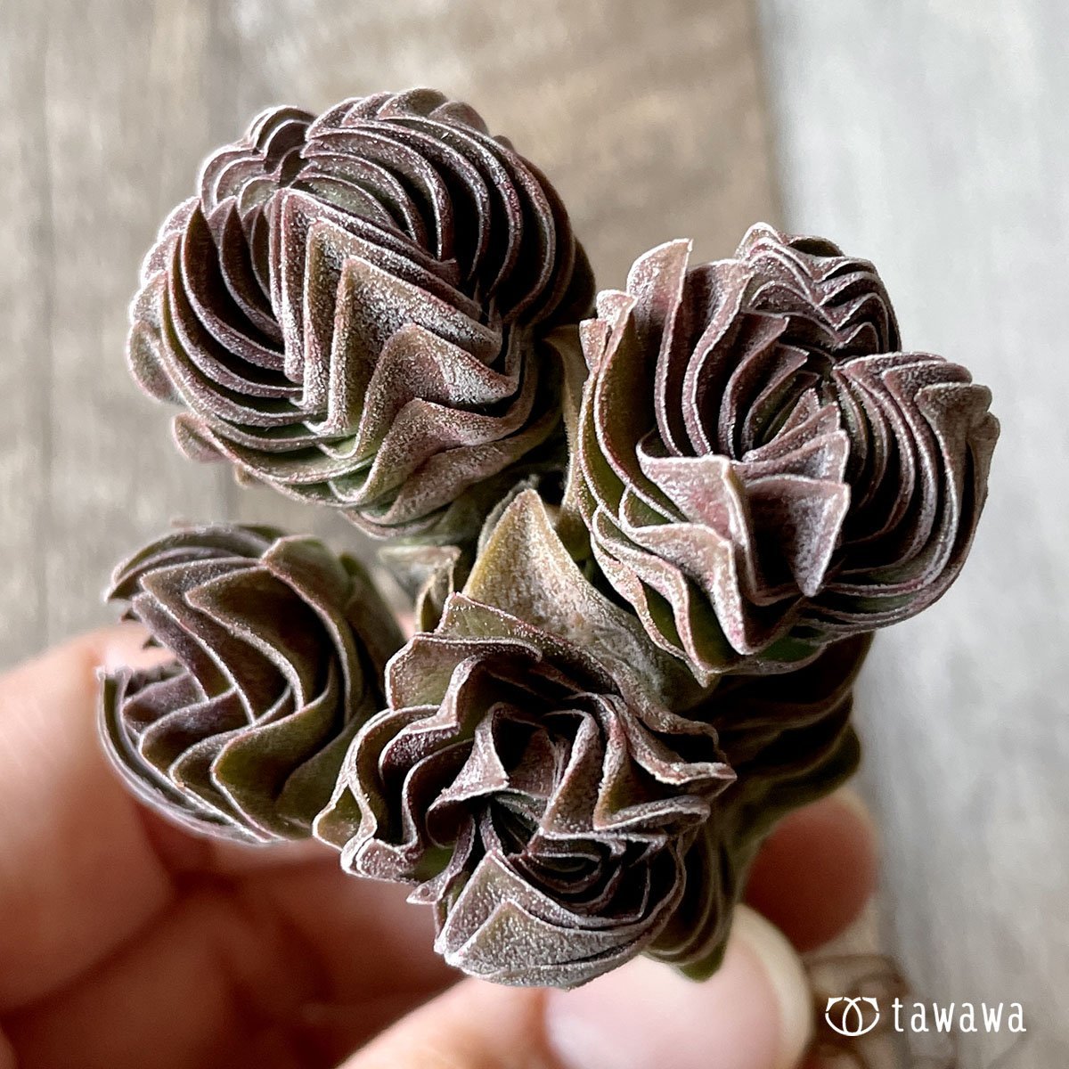 *新入荷* ブッダテンプル - 多肉植物の通販・販売サイト tawawa