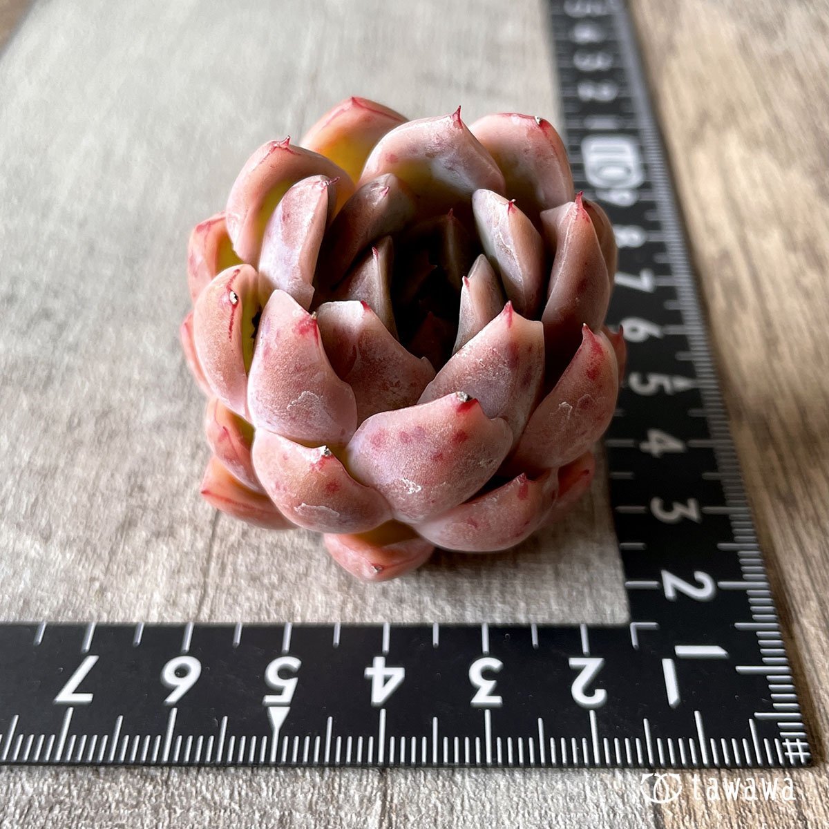 *八ヶ岳* イサドラ - 多肉植物の通販・販売サイト tawawa