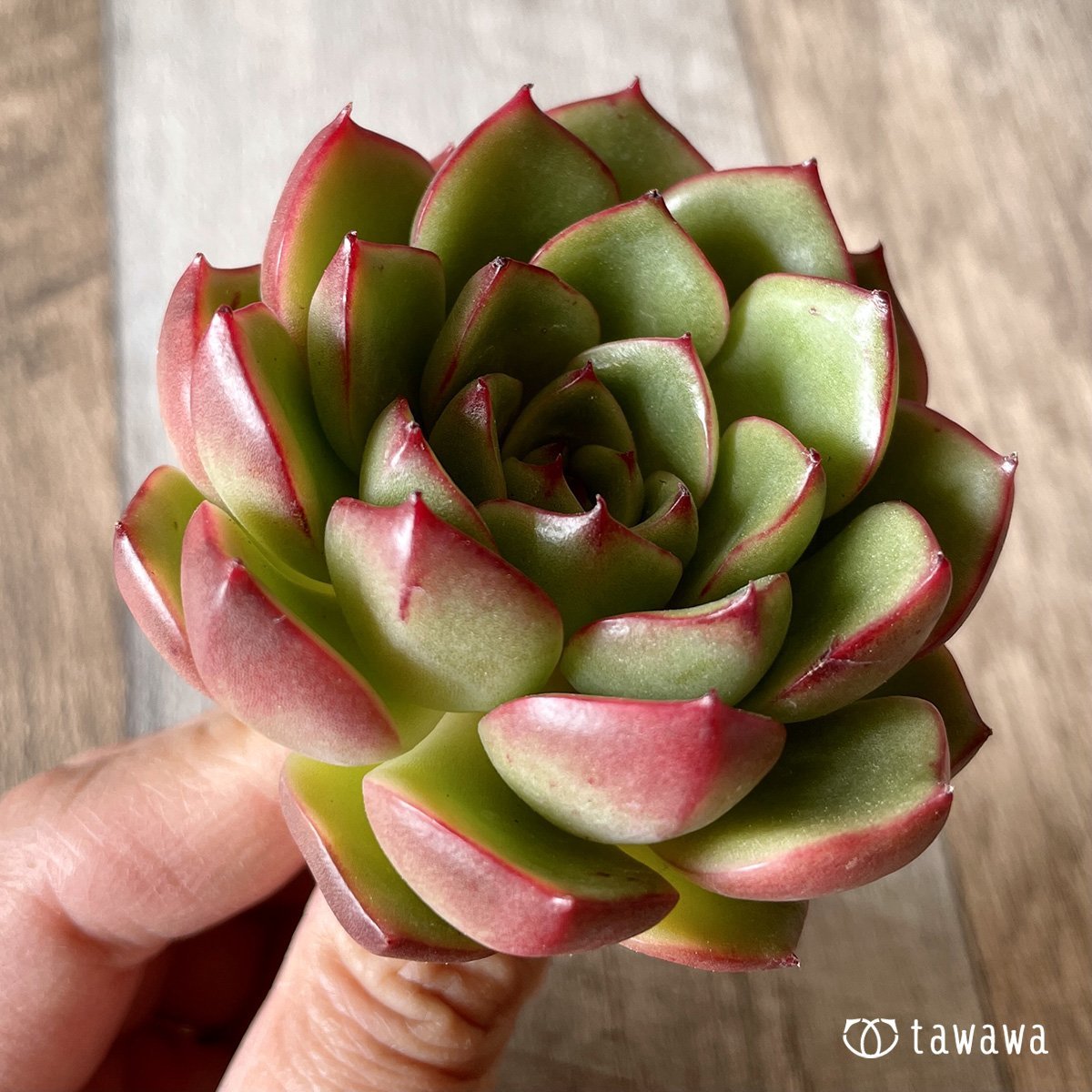 *新入荷* ヒーリング - 多肉植物の通販・販売サイト tawawa