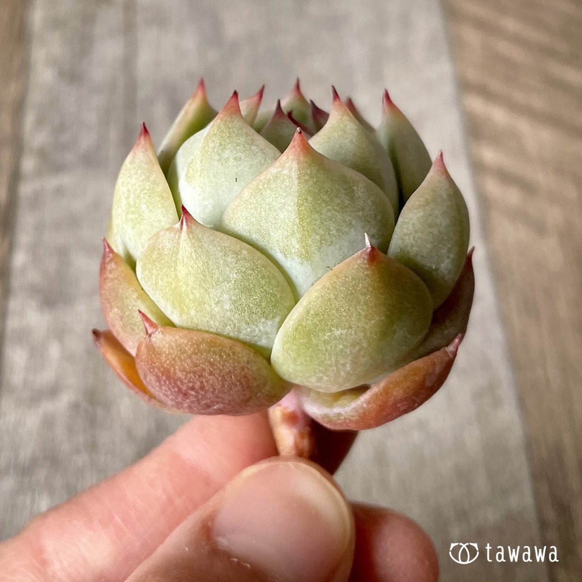 *新入荷* プリズム - 多肉植物の通販・販売サイト tawawa