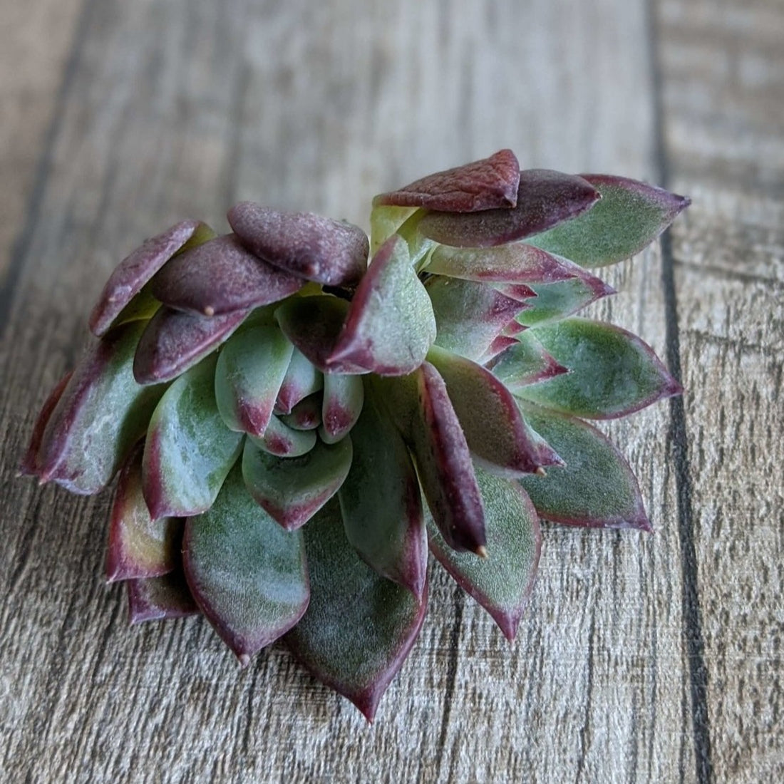 リンゼアナ双頭 - 多肉植物の通販 taniku