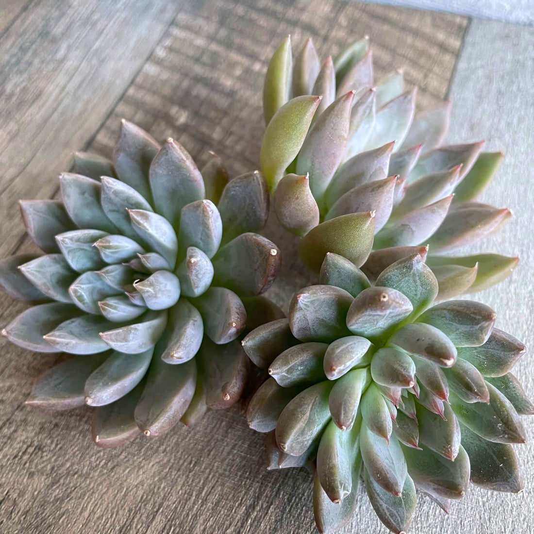 オーストラリア トリマネンシス - 多肉植物の通販 tawawa