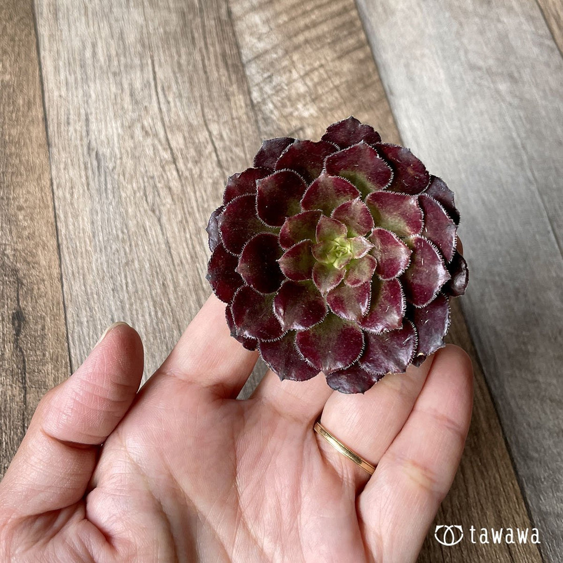 *新入荷* マリッド錦 - 多肉植物の通販・販売サイト tawawa