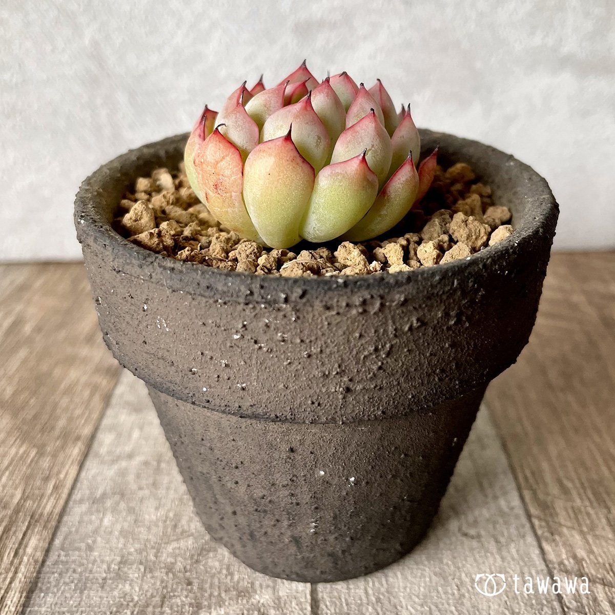 *新入荷* ザラゴーサエッジ  - 多肉植物の通販・販売サイト tawawa