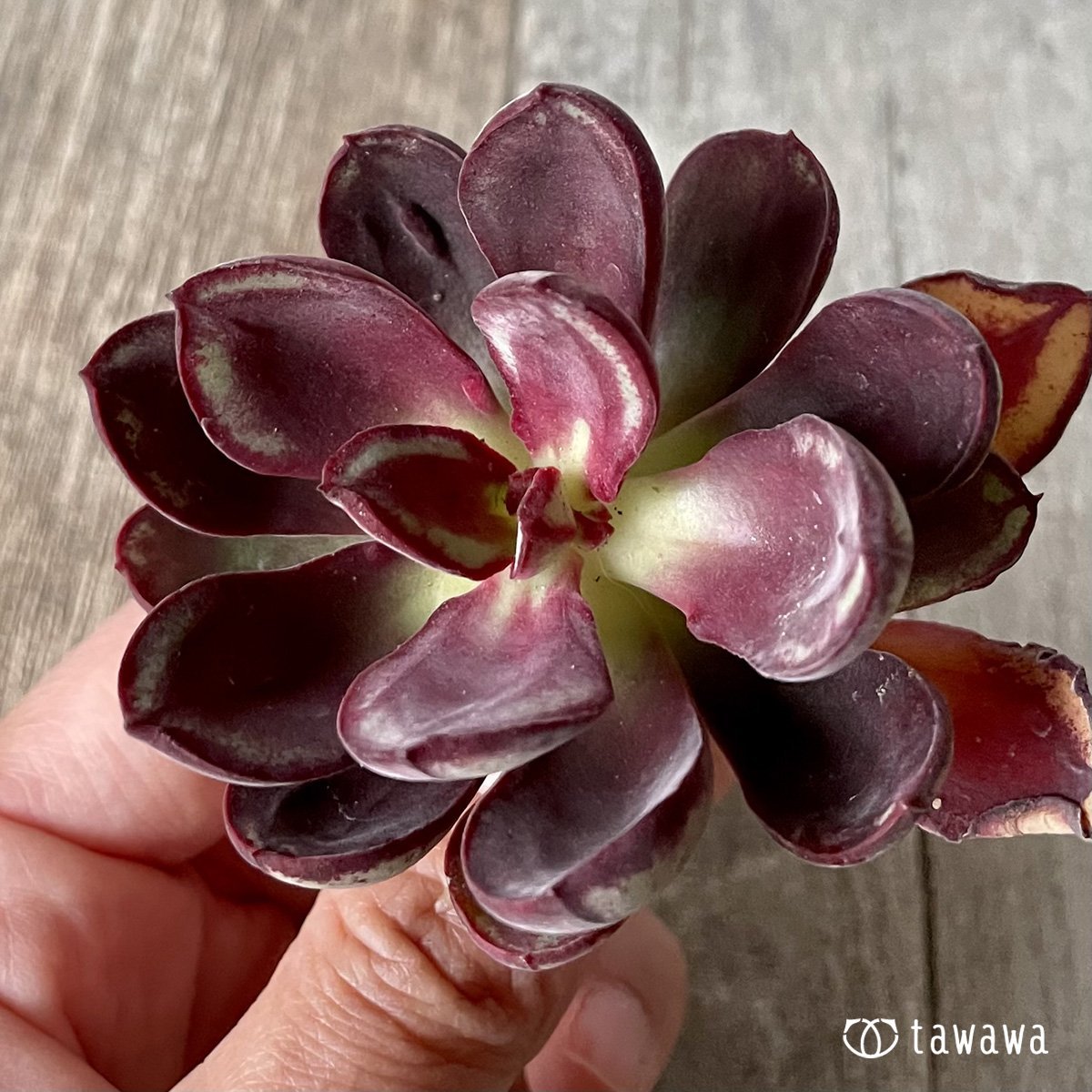 *新入荷* 紅司 - 多肉植物の通販・販売サイト tawawa
