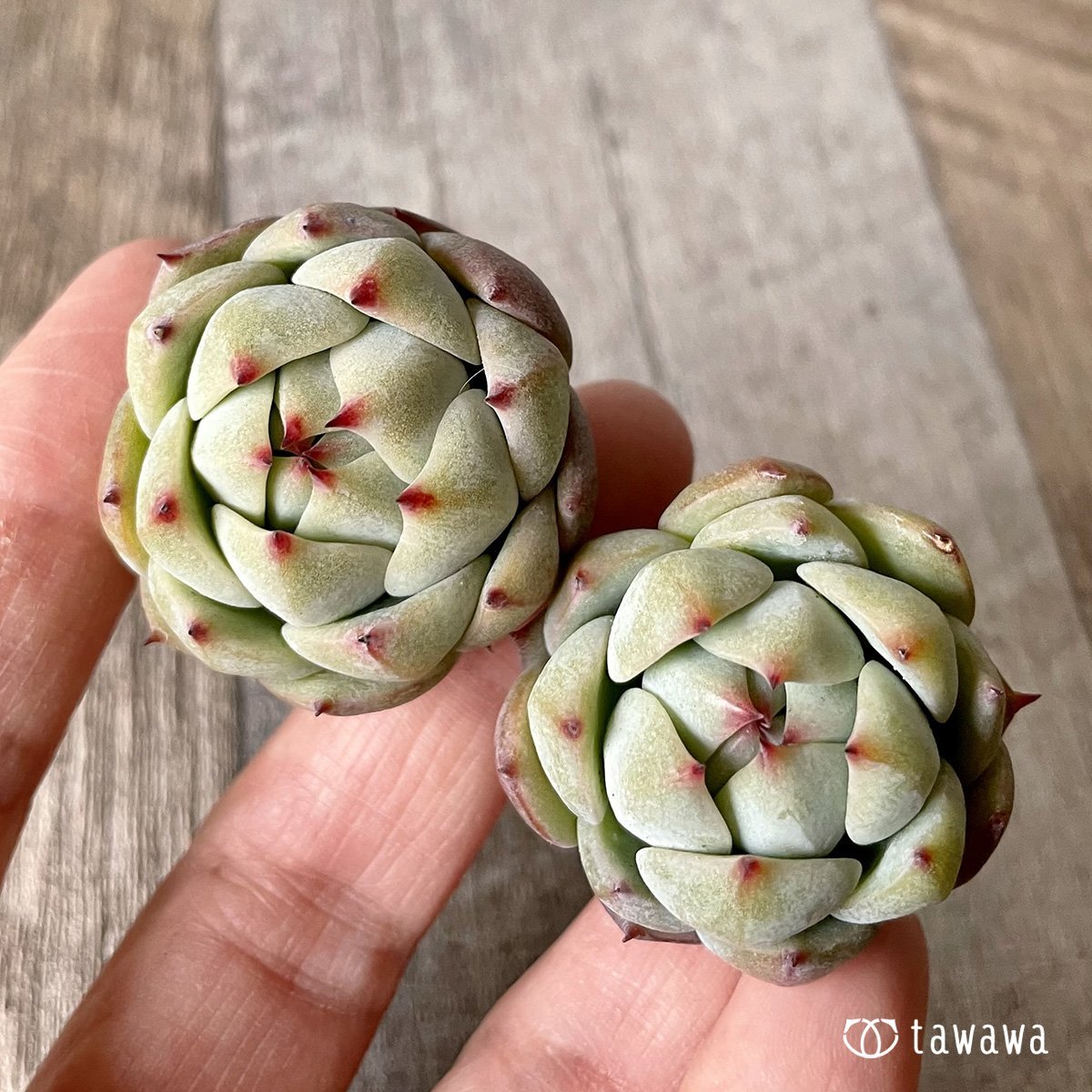 *新入荷* プリズム - 多肉植物の通販・販売サイト tawawa