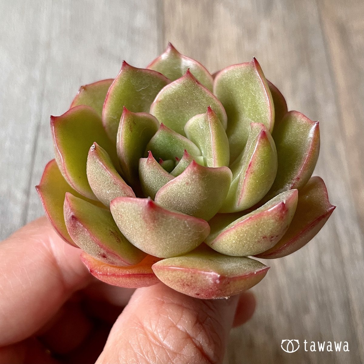 *新入荷* プレミア - 多肉植物の通販・販売サイト tawawa
