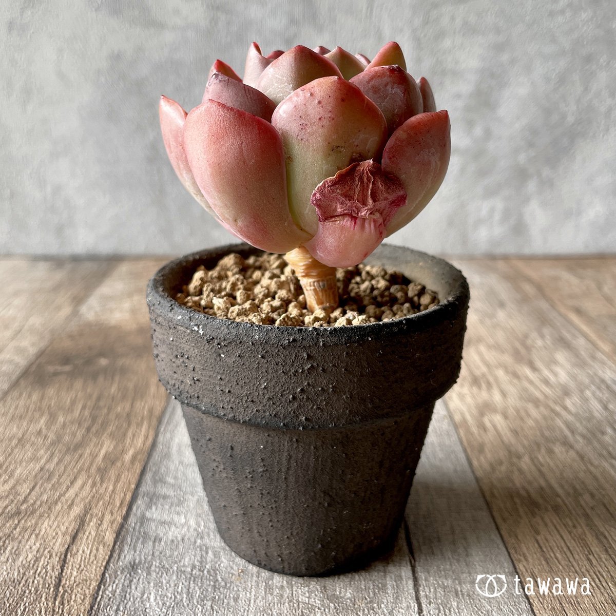 *新入荷* シルキュ - 多肉植物の通販・販売サイト tawawa
