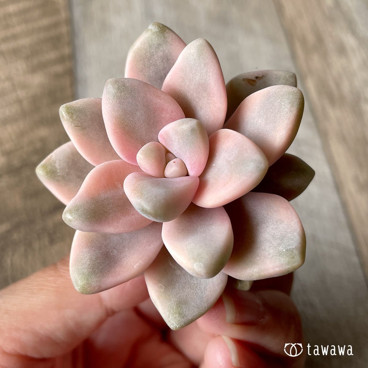 *八ヶ岳* アプリコット美人 - 多肉植物の通販・販売サイト tawawa