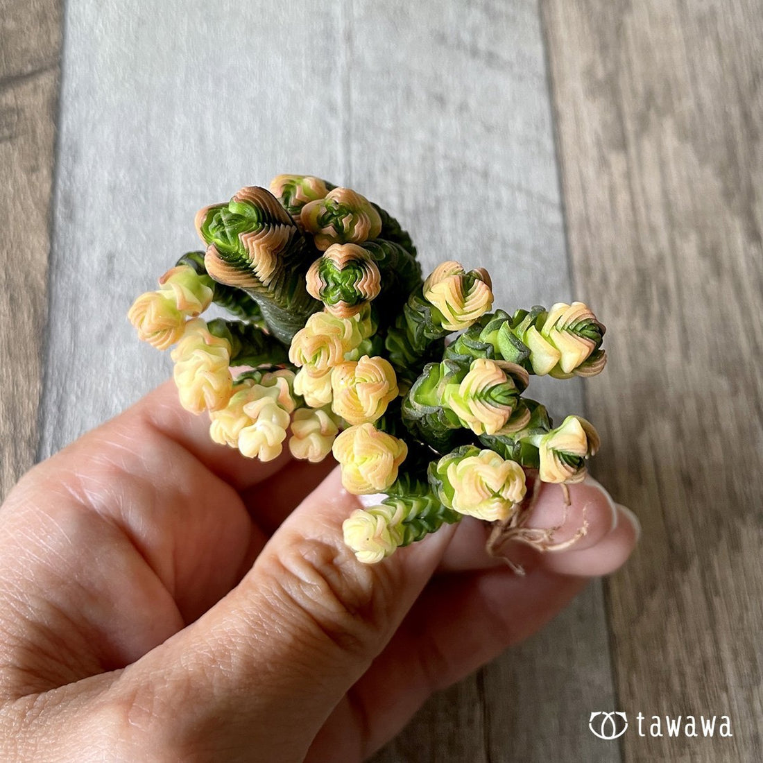 *新入荷* ミニブッダテンプル - 多肉植物の通販・販売サイト tawawa