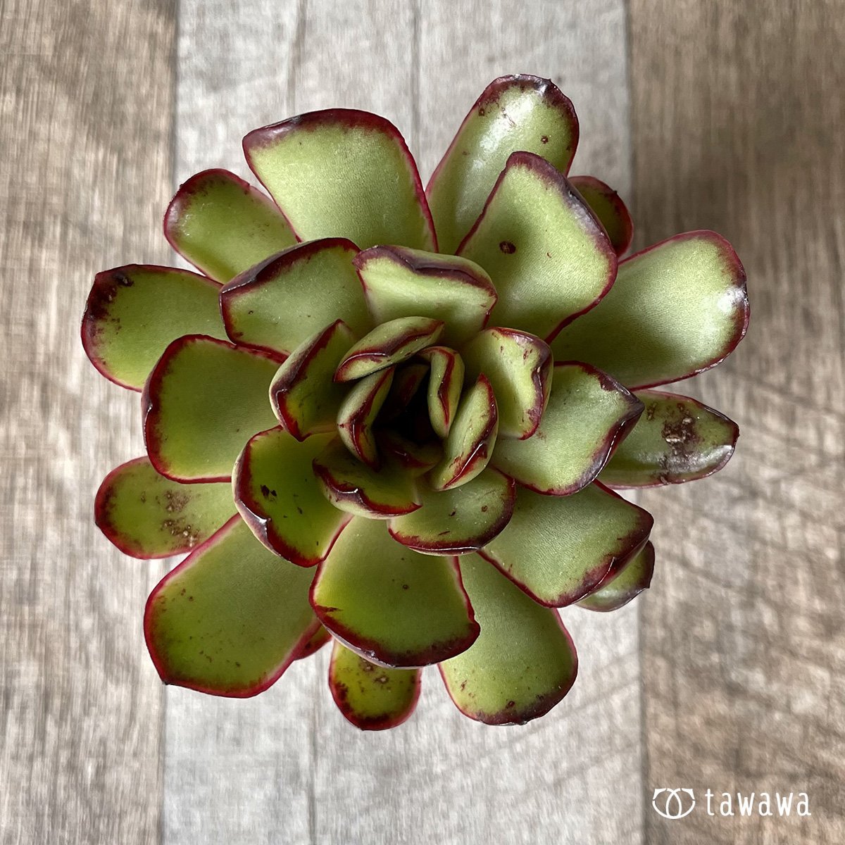 *新入荷* メキシコポルデンシス - 多肉植物の通販・販売サイト tawawa