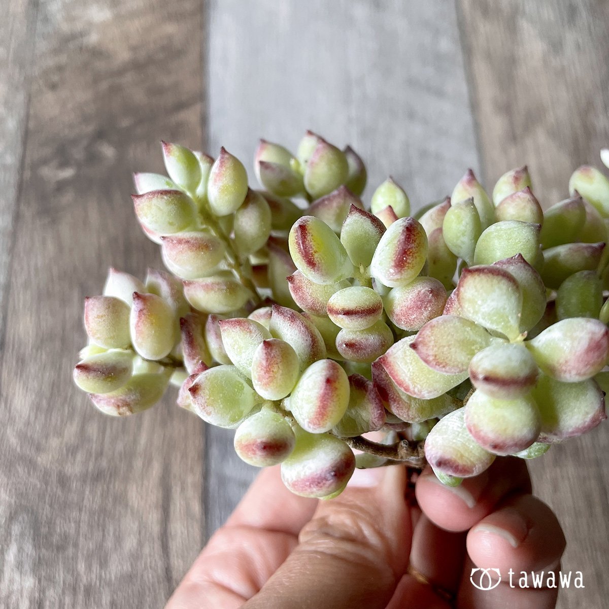 *新入荷* ペンデンス - 多肉植物の通販・販売サイト tawawa