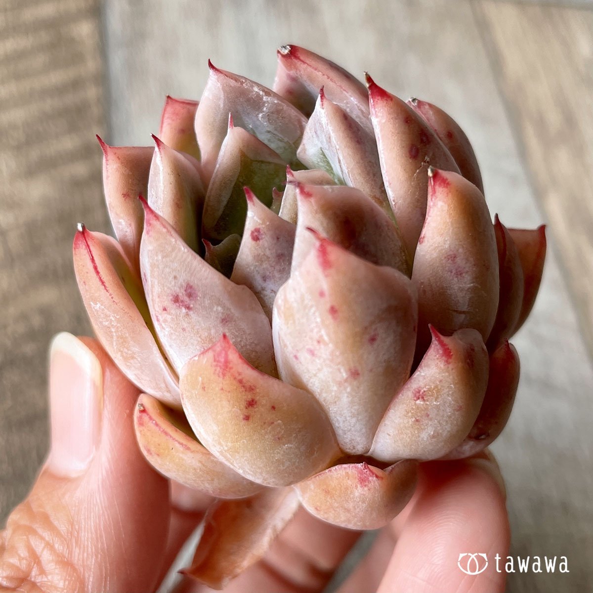 *八ヶ岳* イサドラ - 多肉植物の通販・販売サイト tawawa