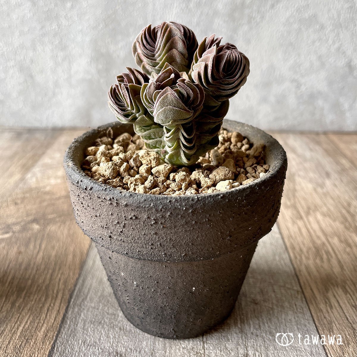 *新入荷* ブッダテンプル - 多肉植物の通販・販売サイト tawawa