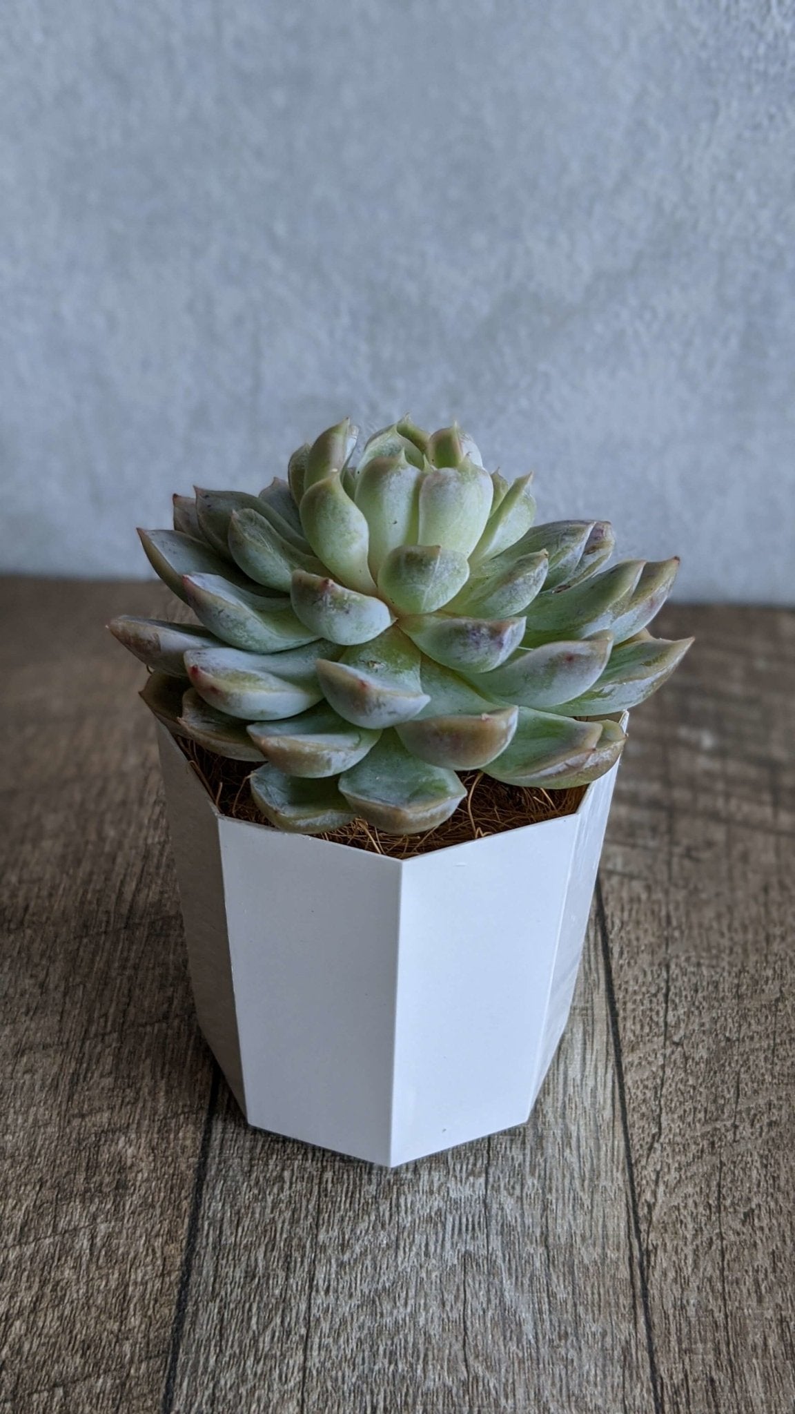 メキシコスノーボール大苗 - 多肉植物の通販 taniku