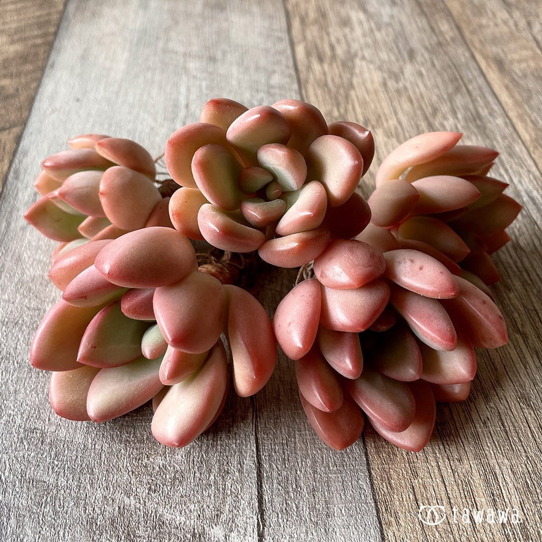 *新入荷* ダンビ - 多肉植物の通販・販売サイト tawawa