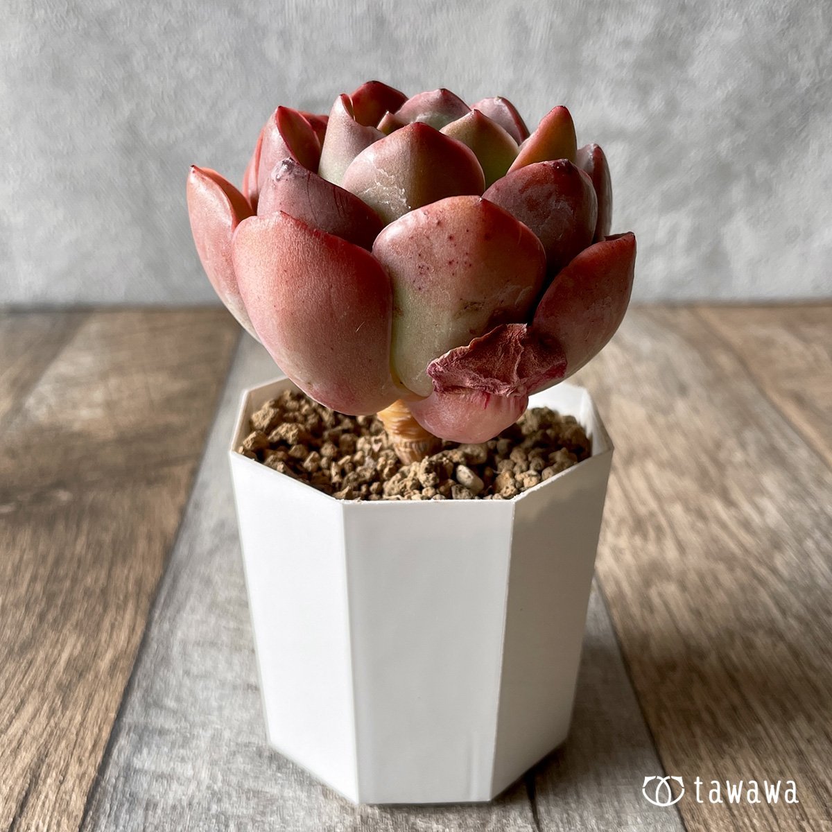 *新入荷* シルキュ - 多肉植物の通販・販売サイト tawawa