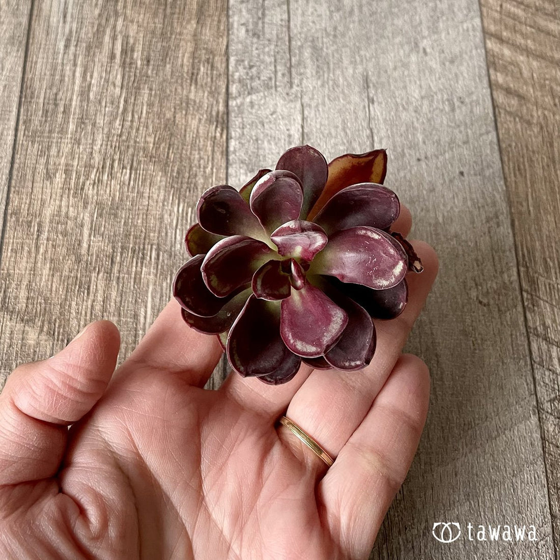 *新入荷* 紅司 - 多肉植物の通販・販売サイト tawawa