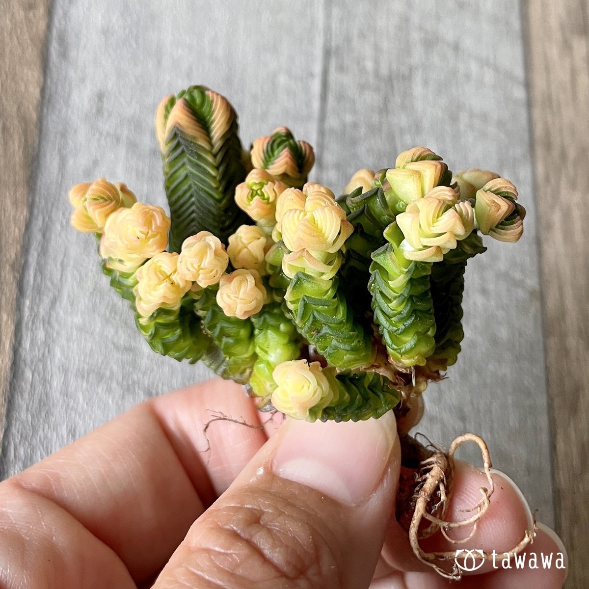 *新入荷* ミニブッダテンプル - 多肉植物の通販・販売サイト tawawa