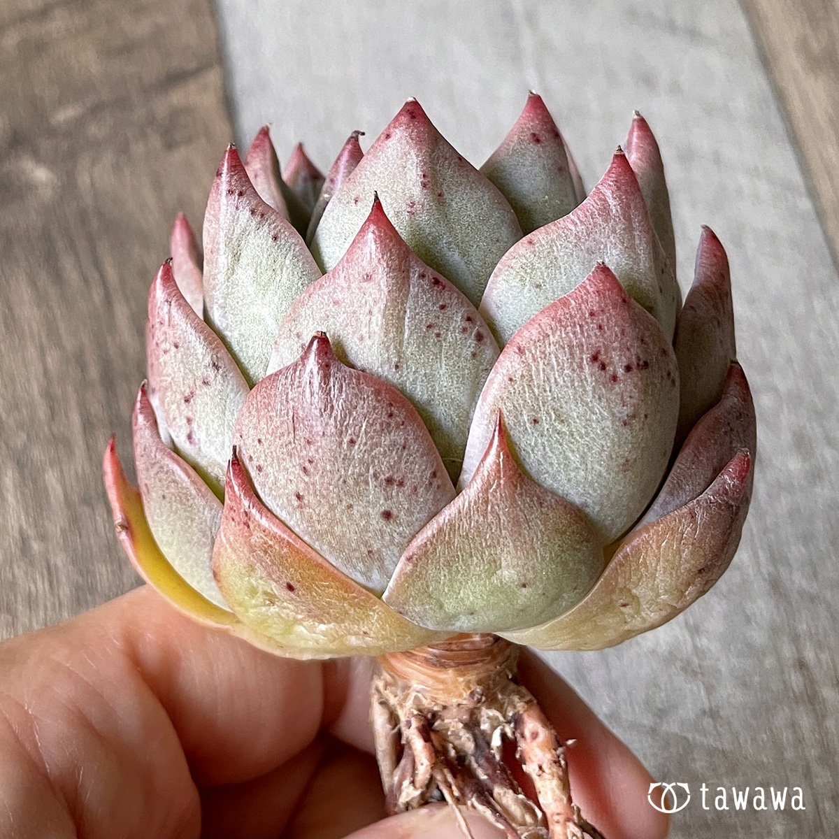 *新入荷* シャウラ - 多肉植物の通販・販売サイト tawawa