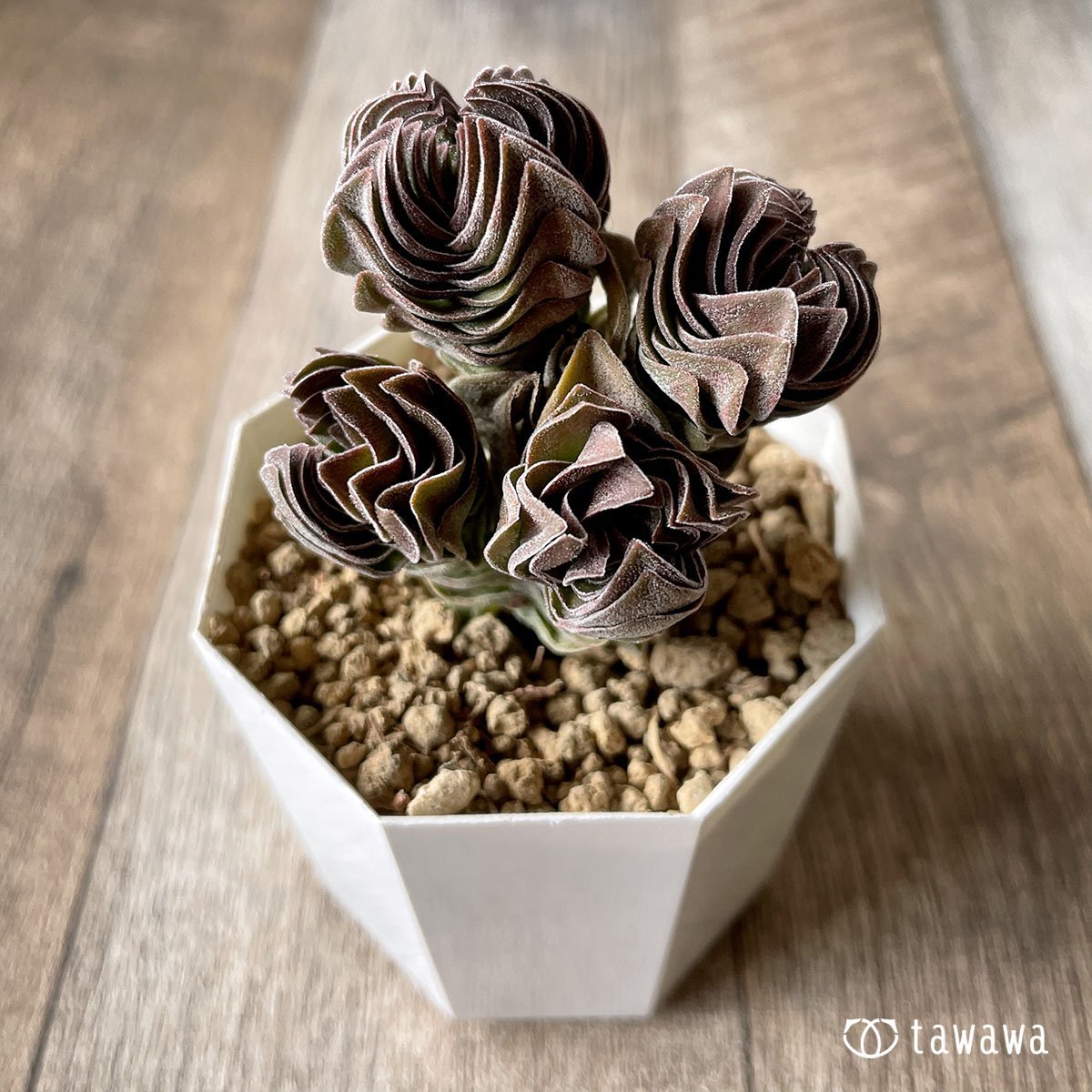 *新入荷* ブッダテンプル - 多肉植物の通販・販売サイト tawawa