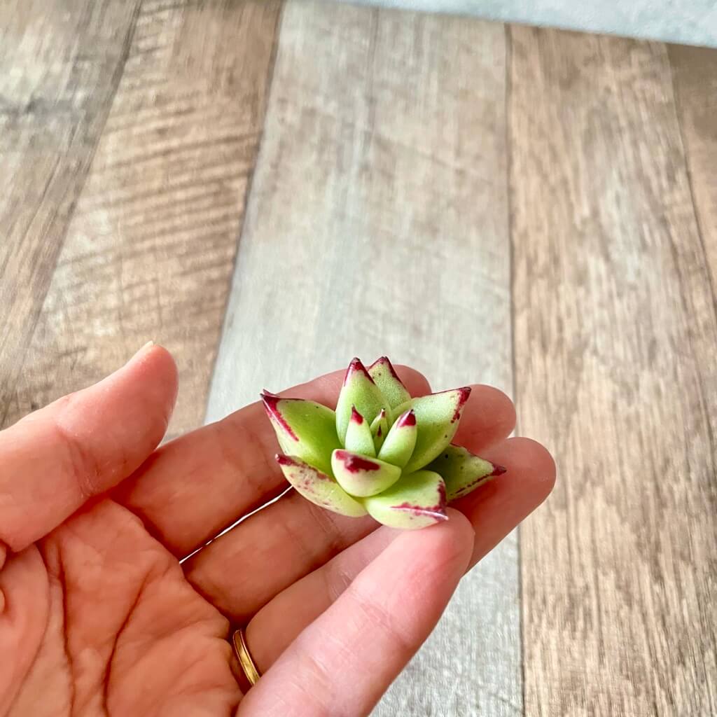 マリアプエブラ(小苗) - 多肉植物の通販 tawawa