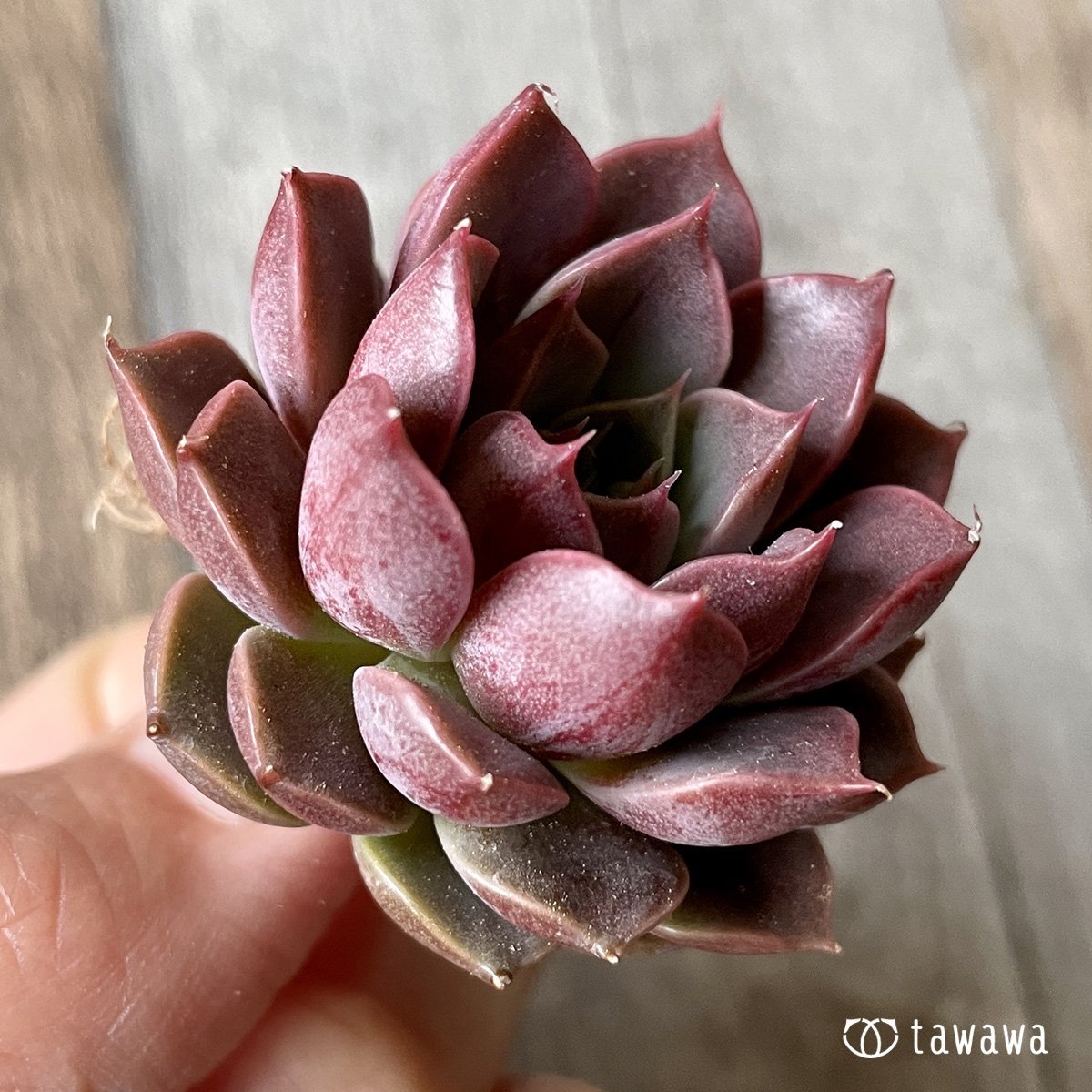 *新入荷* ピンクロマン - 多肉植物の通販・販売サイト tawawa