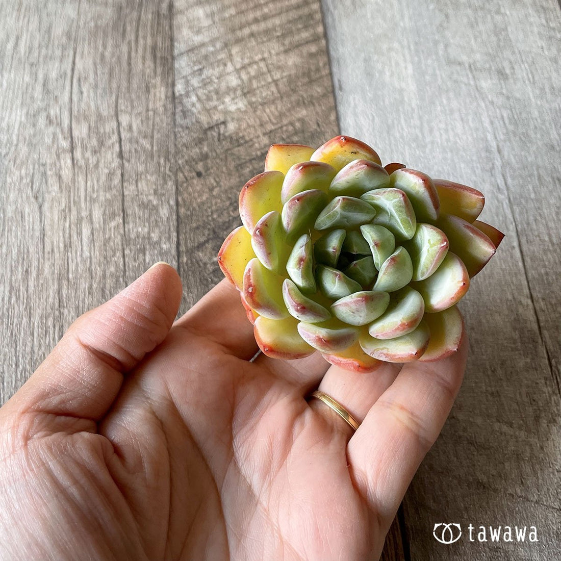 *新入荷* スノークイーン - 多肉植物の通販・販売サイト tawawa