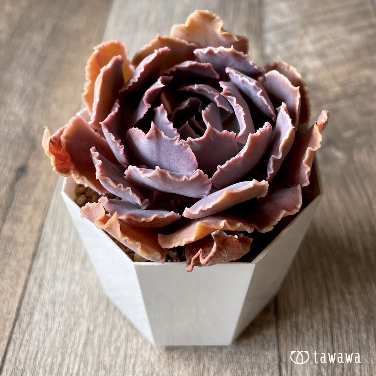*八ヶ岳* シャビアナ - 多肉植物の通販・販売サイト tawawa