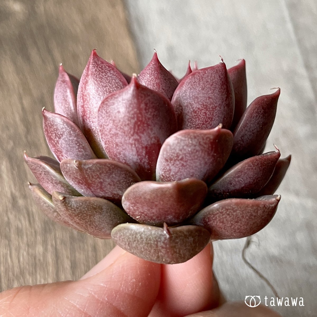 *新入荷* ピンクロマン - 多肉植物の通販・販売サイト tawawa