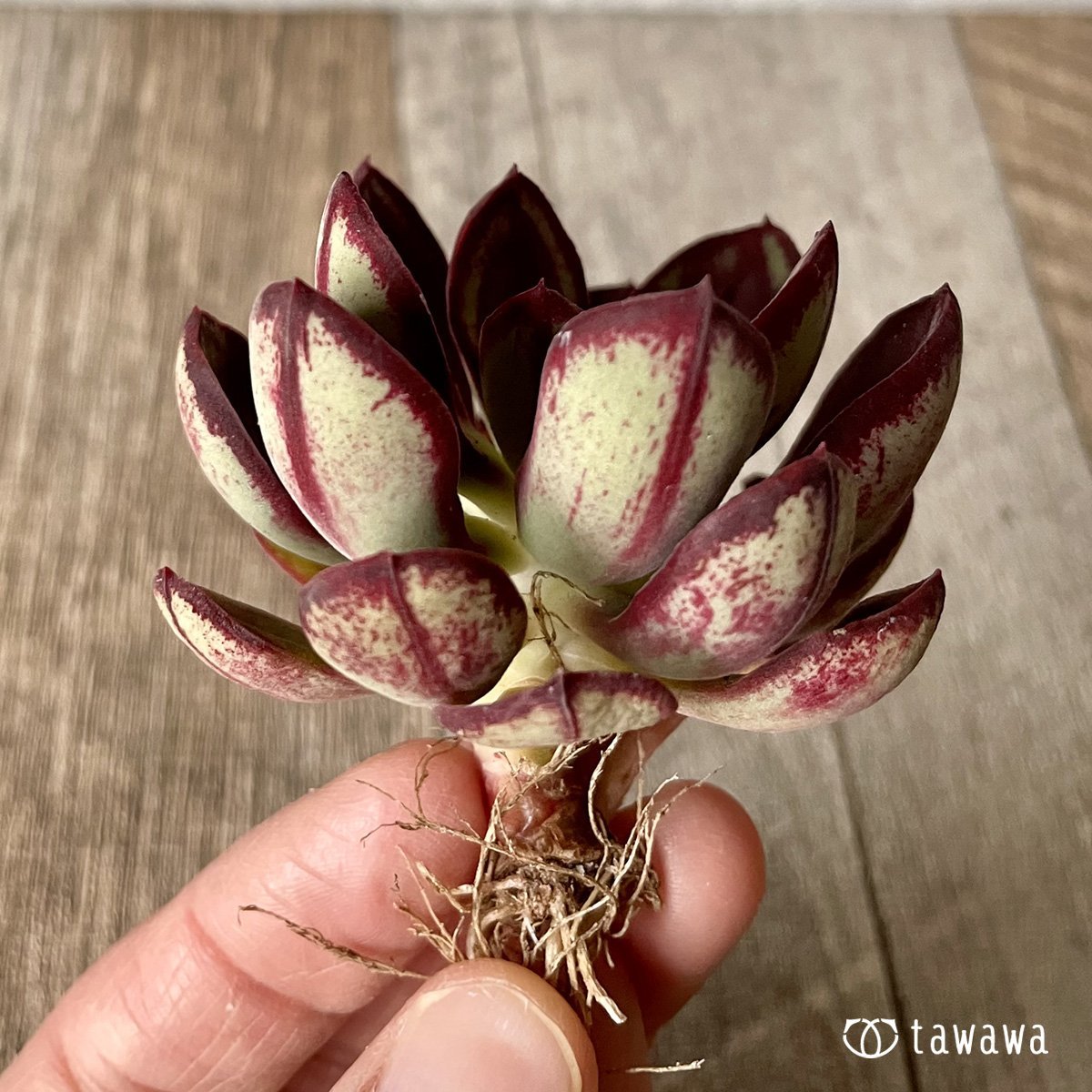 *新入荷* 紅司 - 多肉植物の通販・販売サイト tawawa