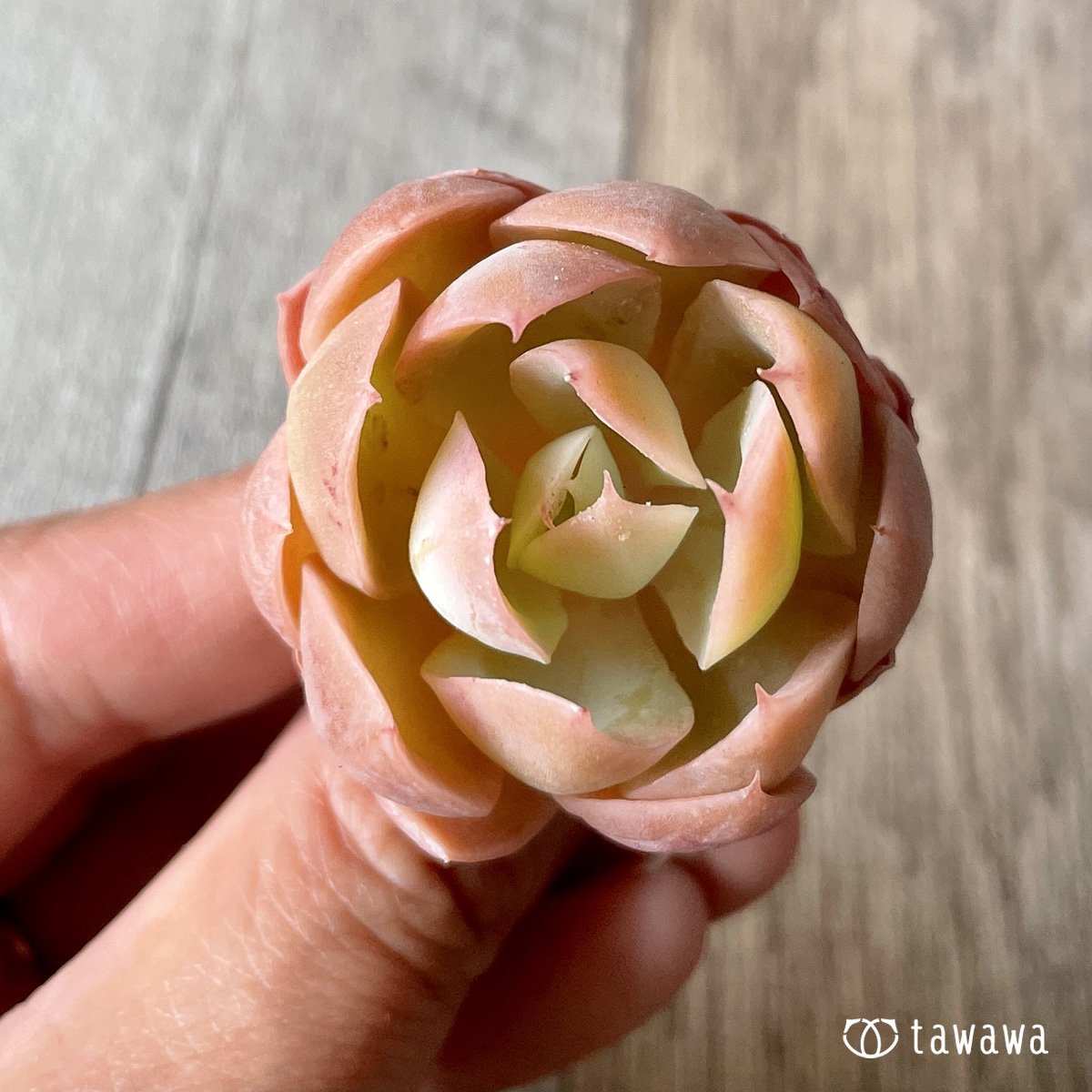 *新入荷* ピンクベラ - 多肉植物の通販・販売サイト tawawa