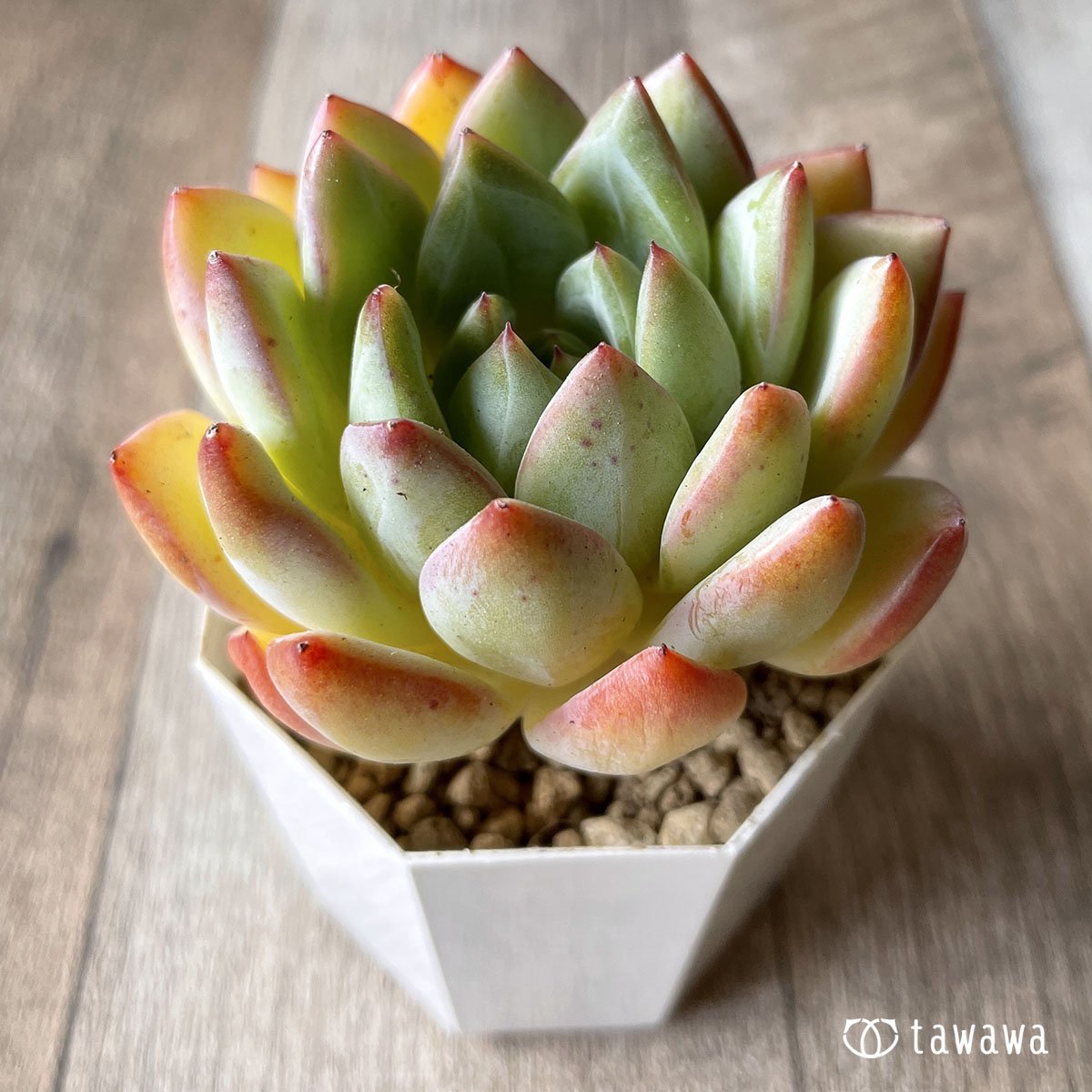 *新入荷* スノークイーン - 多肉植物の通販・販売サイト tawawa