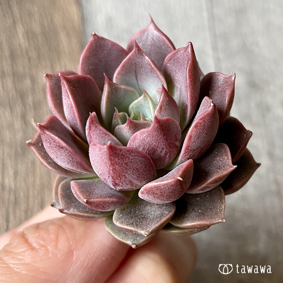 *新入荷* ピンクロマン - 多肉植物の通販・販売サイト tawawa