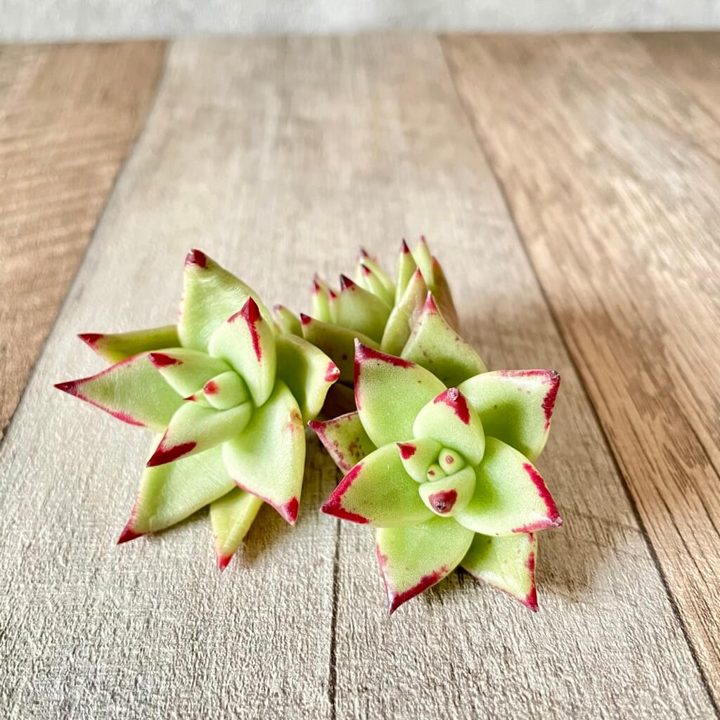 マリアプエブラ(小苗) - 多肉植物の通販 tawawa