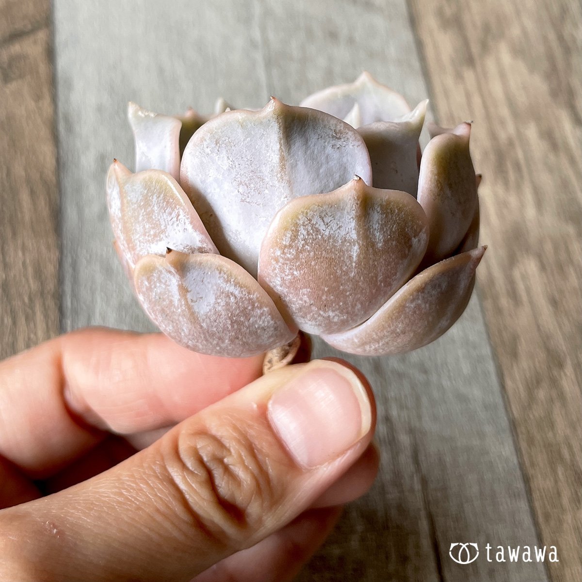 *新入荷* リラシナ  - 多肉植物の通販・販売サイト tawawa