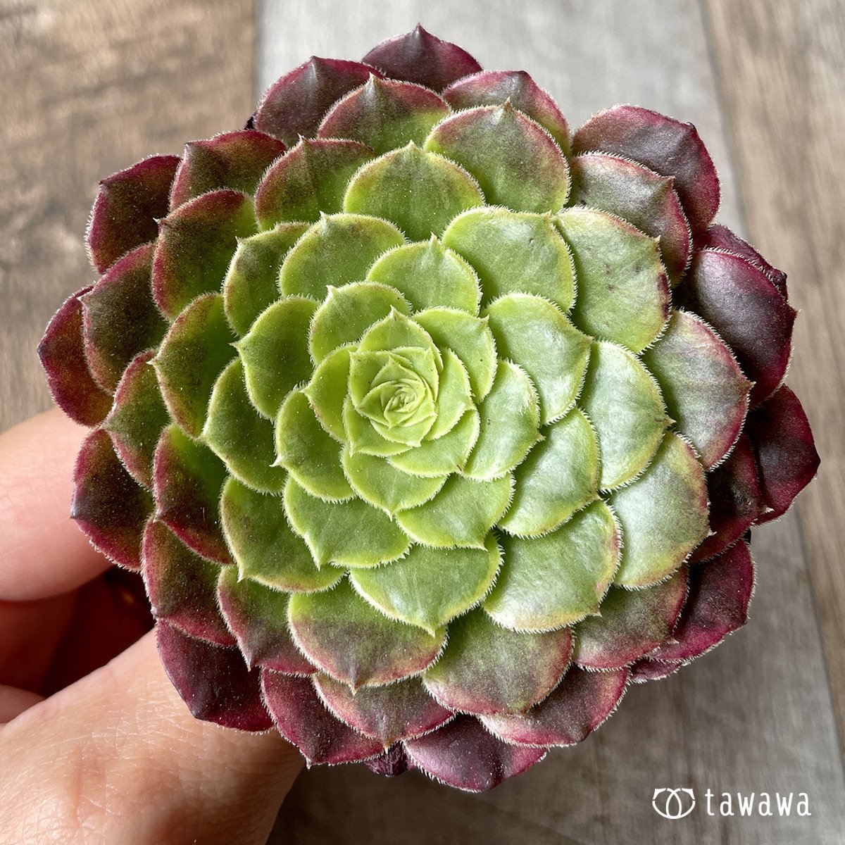 *新入荷* フェスティバル - 多肉植物の通販・販売サイト tawawa