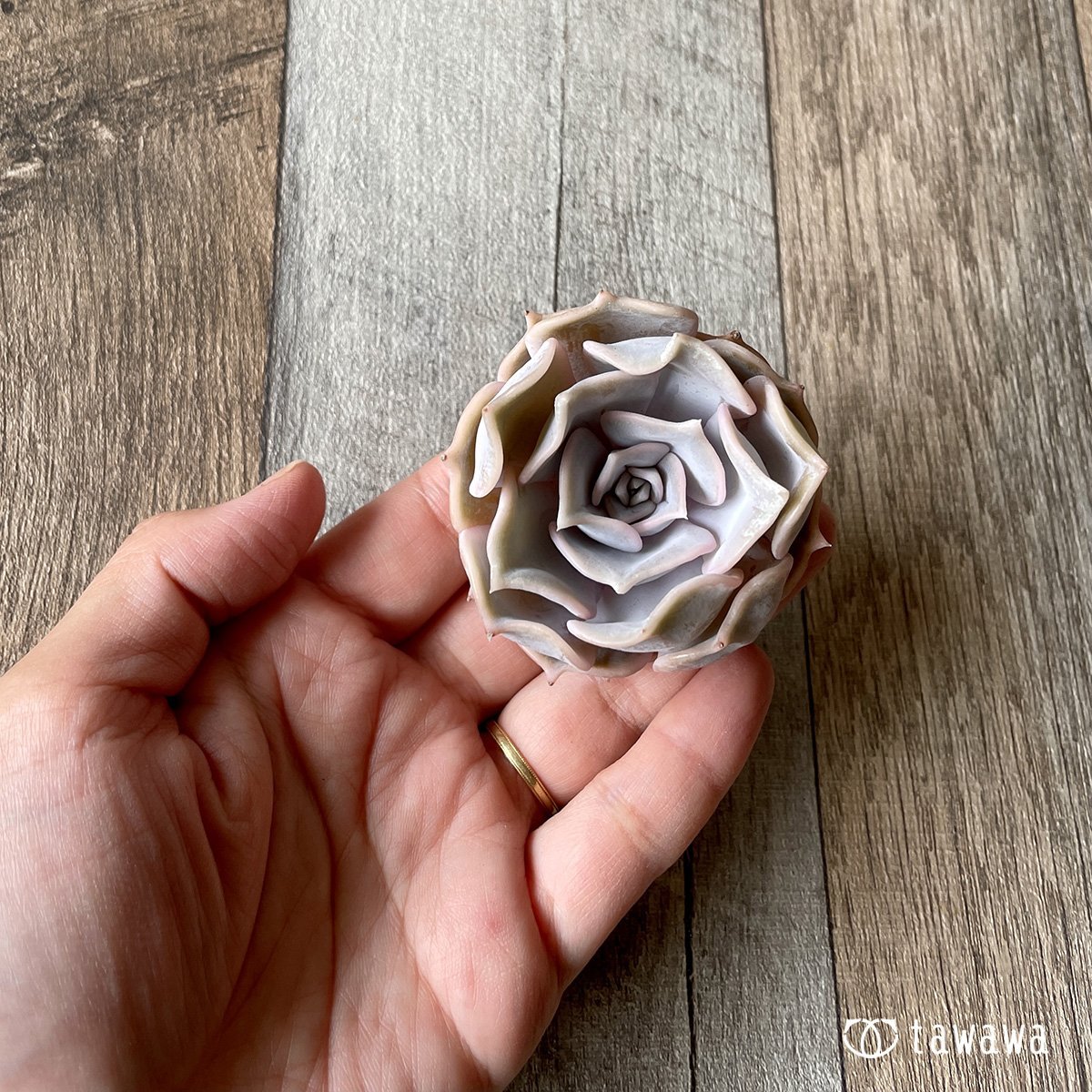 *新入荷* リラシナ  - 多肉植物の通販・販売サイト tawawa