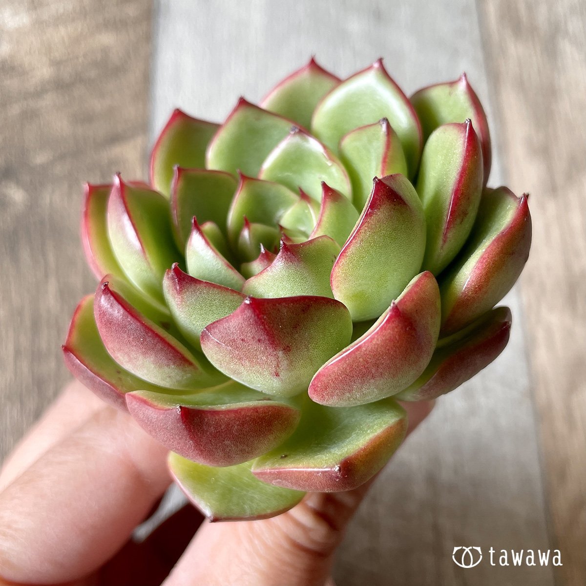 *新入荷* ヒーリング - 多肉植物の通販・販売サイト tawawa