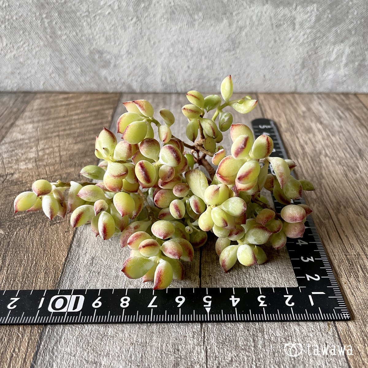 *新入荷* ペンデンス - 多肉植物の通販・販売サイト tawawa