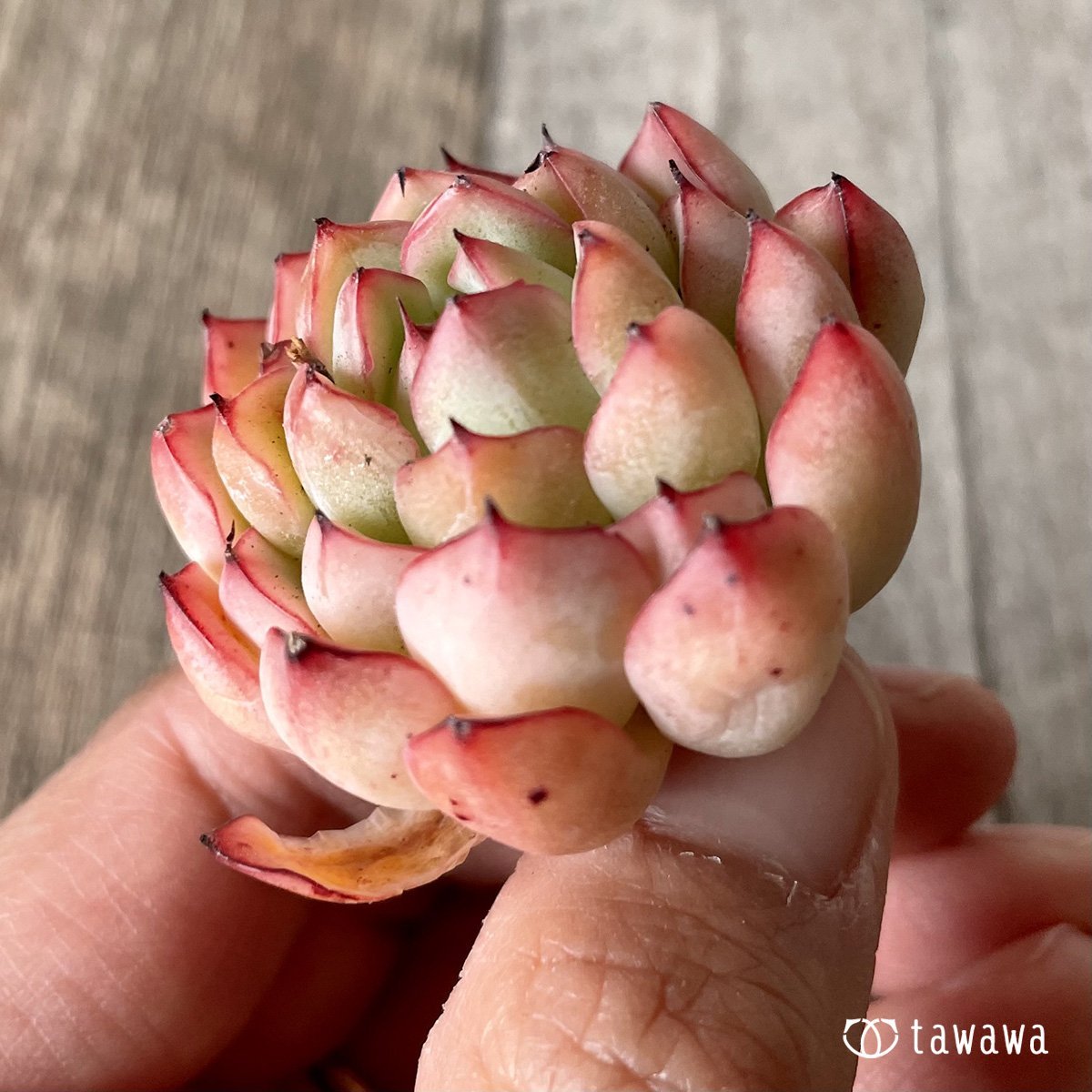 *新入荷* ザラゴーサエッジ  - 多肉植物の通販・販売サイト tawawa