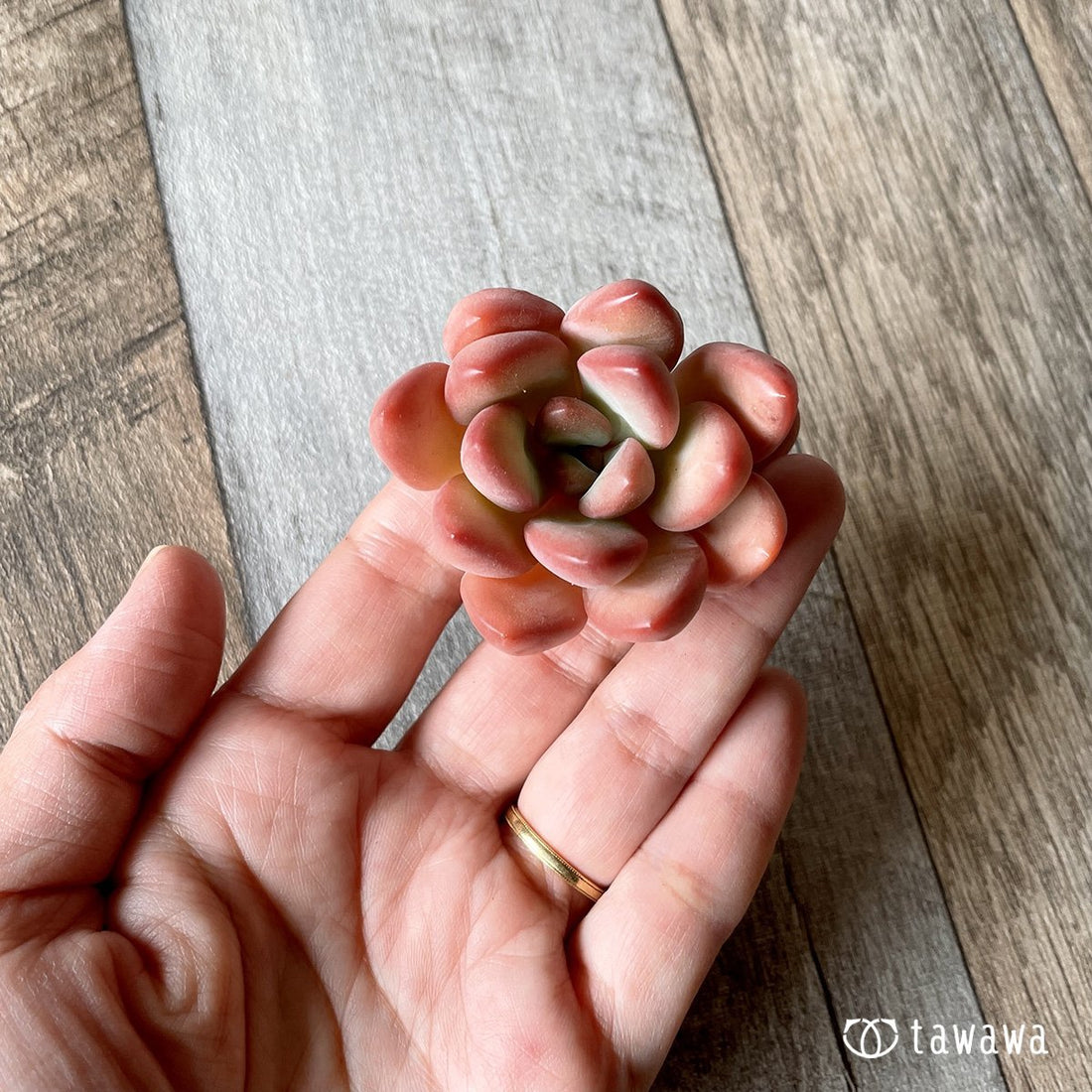 *新入荷* ダンビ - 多肉植物の通販・販売サイト tawawa