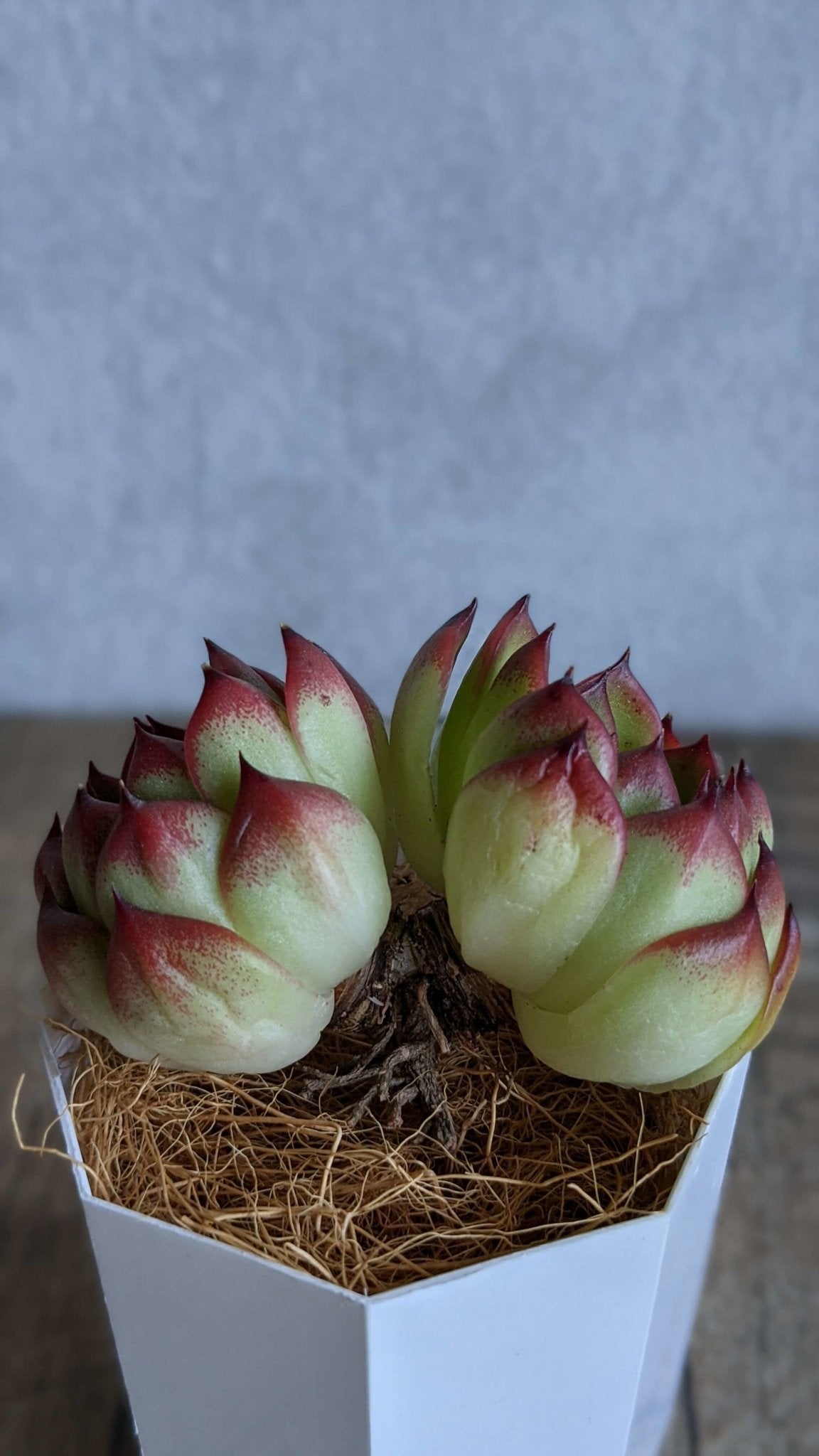 ムーンストーン双頭 - 多肉植物の通販 taniku